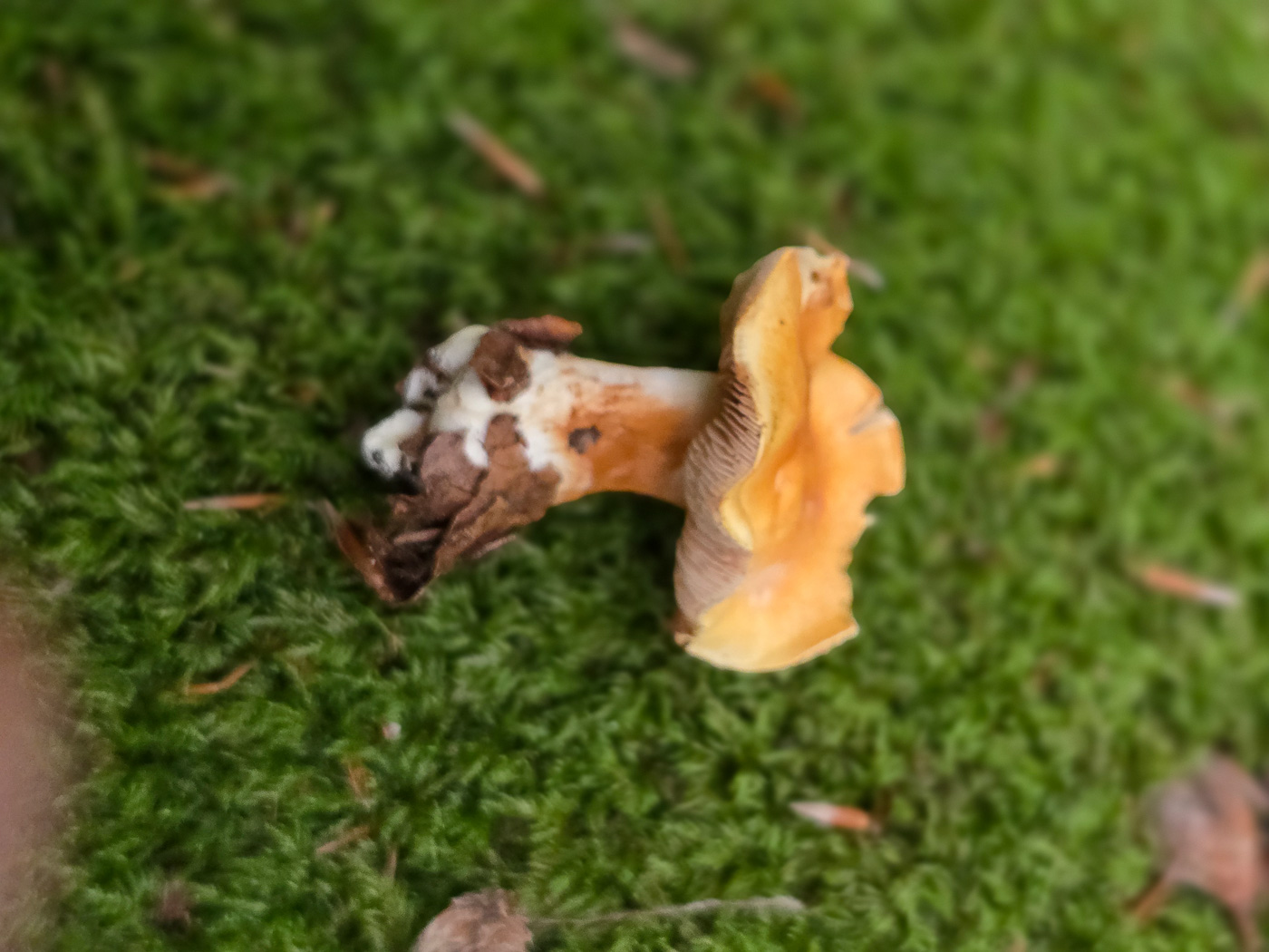 Photo © Jesper Launder Cortinarius emollitus by Jesper Launder